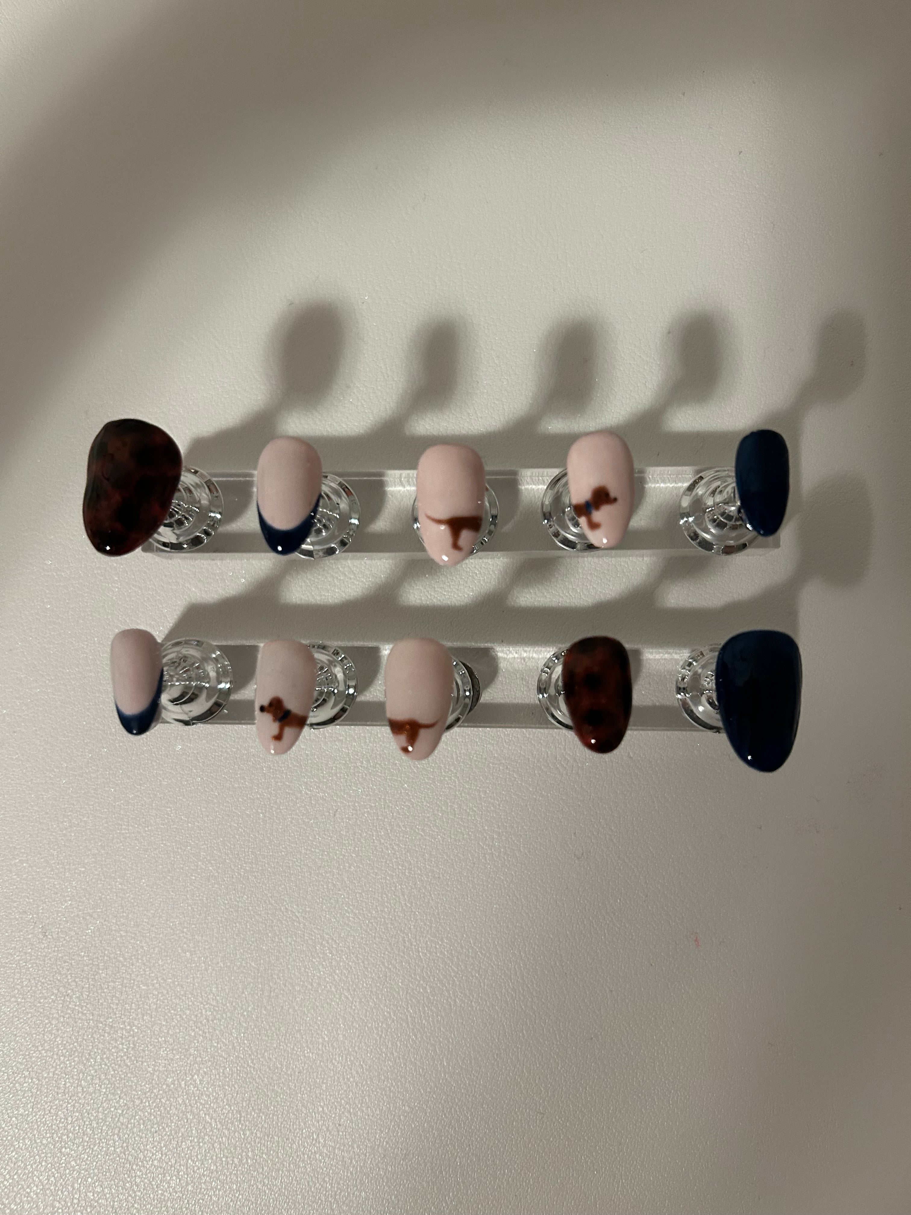 Daschund Tortoiseshell - Short Almond